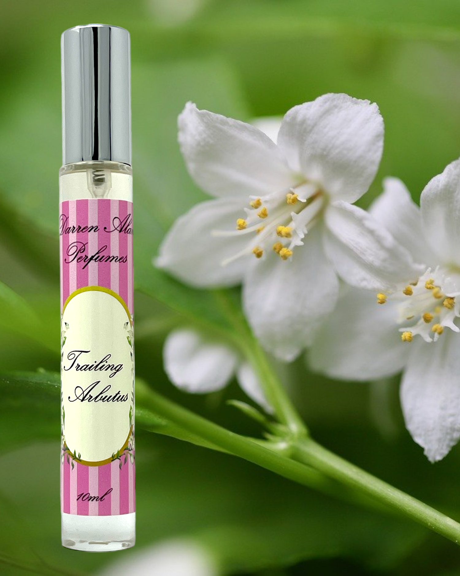 September 2024 Perfume of the Month - Trailing Arbutus — Darren